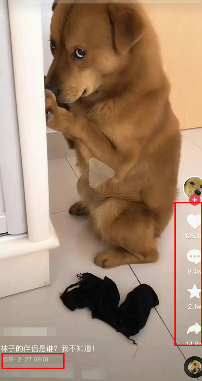 网红表情包“委屈小狗”遭针扎虐待？主人回应：就为涨粉折磨它！休闲区蓝鸢梦想 - Www.slyday.coM