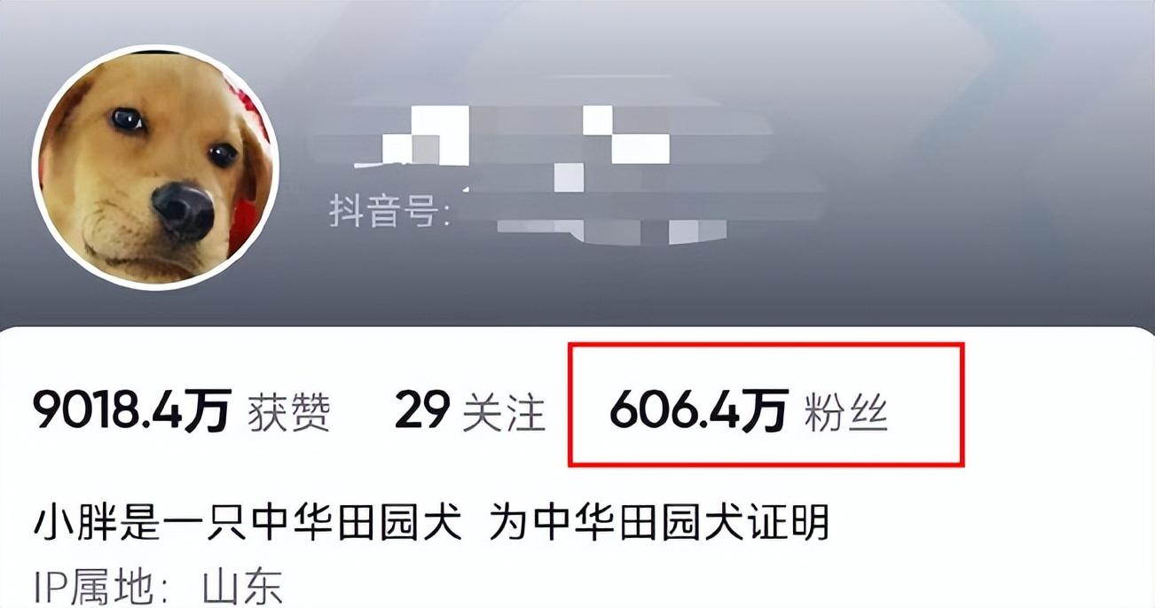 网红表情包“委屈小狗”遭针扎虐待？主人回应：就为涨粉折磨它！休闲区蓝鸢梦想 - Www.slyday.coM