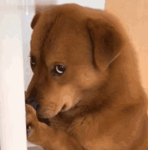 网红表情包“委屈小狗”遭针扎虐待?主人回应:就为涨粉折磨它!休闲区蓝鸢梦想 - Www.slyday.coM 网红表情包“委屈小狗”遭针扎虐待?主人回应:就为涨粉折磨它!休闲区蓝鸢梦想 - Www.slyday.coM