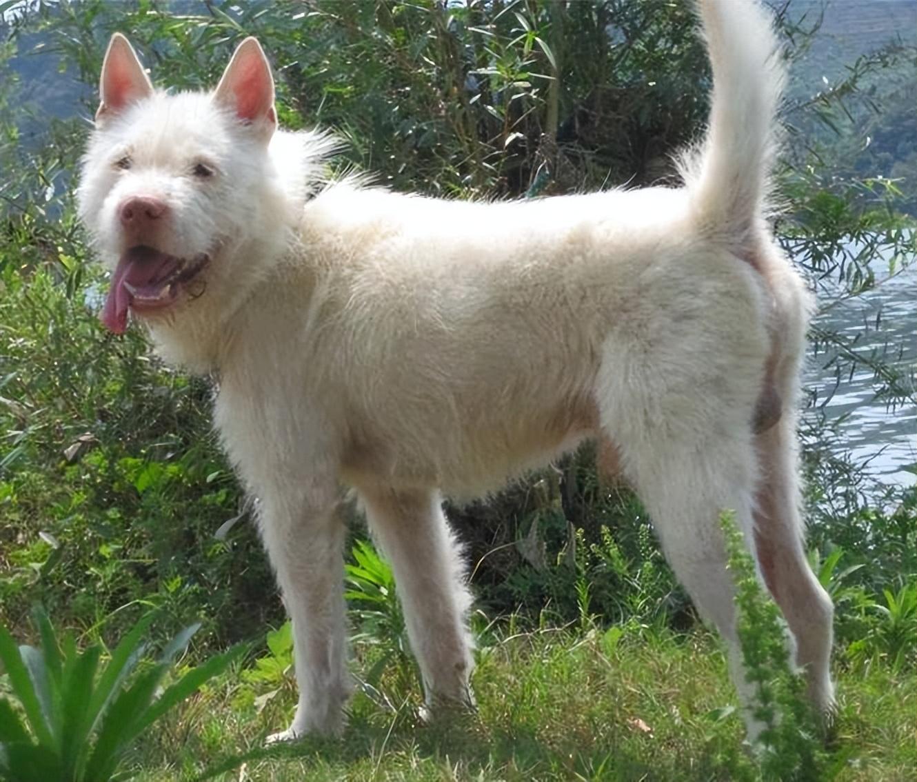 下司犬真正的华夏名狗养过的都不想换狗