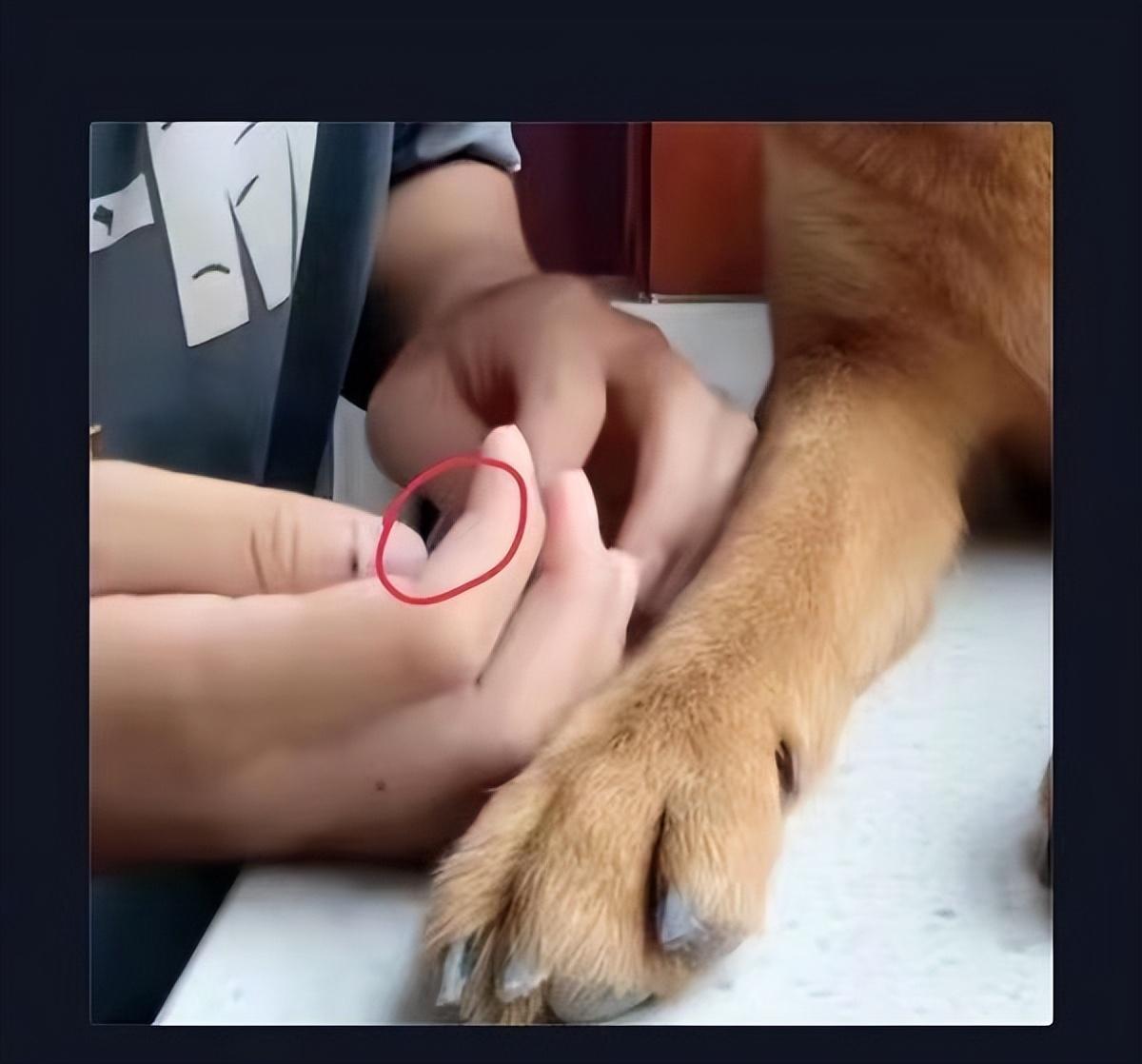 网红表情包“委屈小狗”遭针扎虐待？主人回应：就为涨粉折磨它！休闲区蓝鸢梦想 - Www.slyday.coM