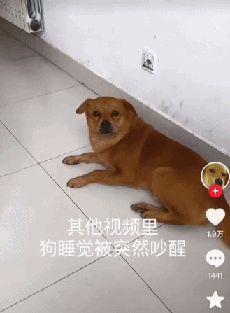 网红表情包“委屈小狗”遭针扎虐待?主人回应:就为涨粉折磨它!休闲区蓝鸢梦想 - Www.slyday.coM 网红表情包“委屈小狗”遭针扎虐待?主人回应:就为涨粉折磨它!休闲区蓝鸢梦想 - Www.slyday.coM