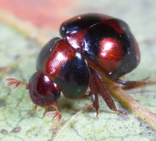 球金龟&nbsp; 张巍巍摄