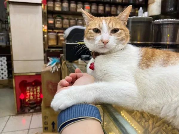 去中药店拿药时店猫主动过来给号脉表情好可爱