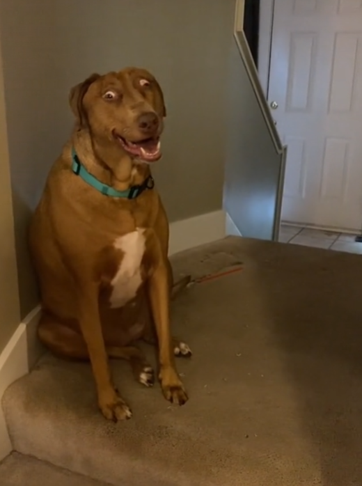 在tiktok有一只网红狗狗叫做belle,它的长相超级独特,不信你看