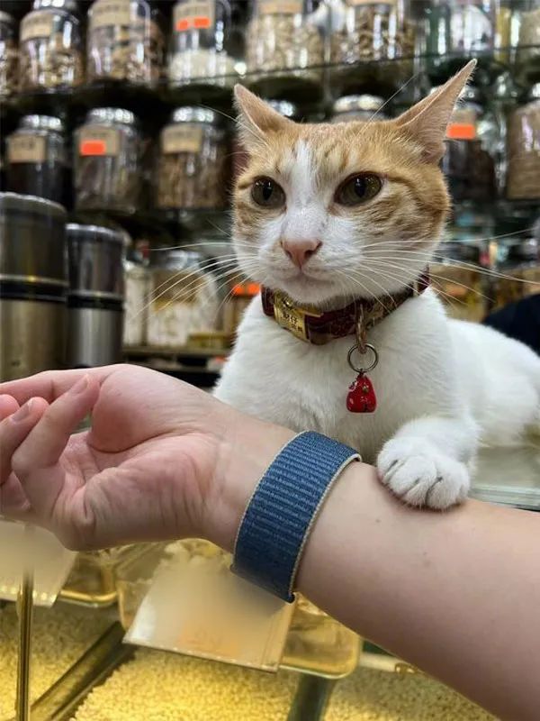 去中药店拿药时店猫主动过来给号脉表情好可爱