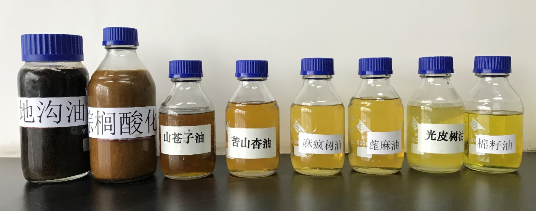 可用于生产生物航空煤油的生物油脂原料。图源：中国石化石油化工科学研究院