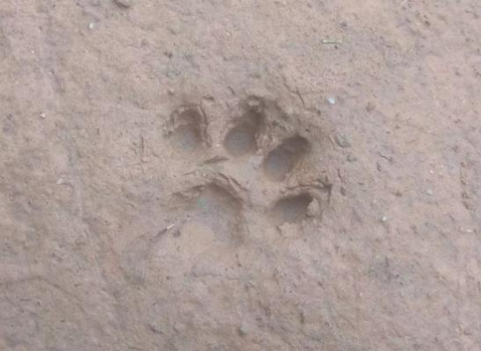 雨天的豹猫脚印 08李大锤"有一天晚上,我自己出去走,山上很安静,又