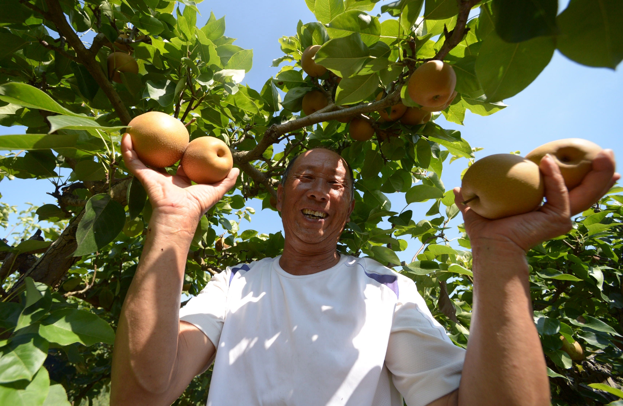8月9日,村民在贵州省遵义市余庆县白泥镇明星社区果园展示刚采摘的