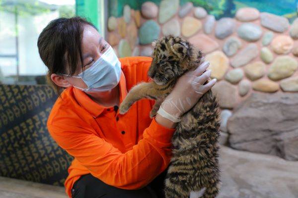 奥运冠军来当“保育员” 给小老虎喂奶和骑车哪个更累？休闲区蓝鸢梦想 - Www.slyday.coM