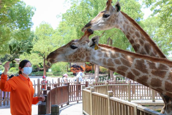 奥运冠军来当“保育员” 给小老虎喂奶和骑车哪个更累？休闲区蓝鸢梦想 - Www.slyday.coM