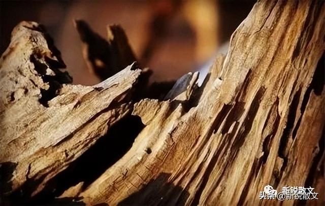 朽木千奇百态 尤如一个个不同的人用不同的方式讲述着各自的故事 胡杨林 新浪新闻