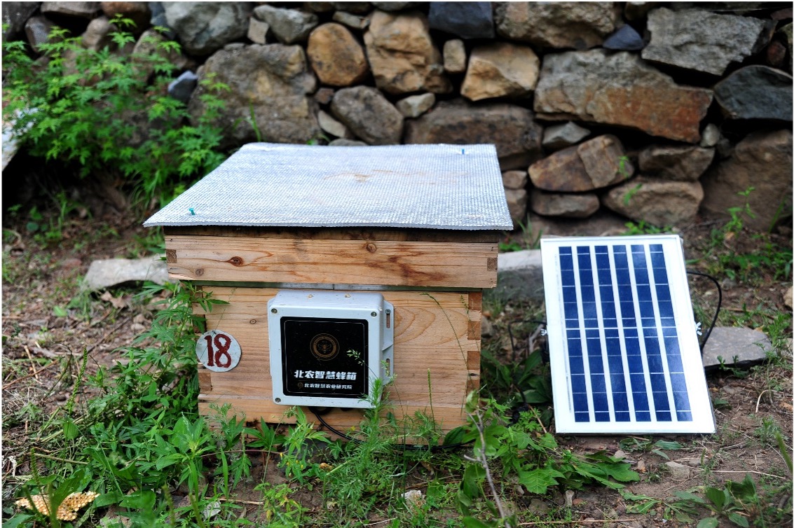 智能蜂箱上岗北京这里的高品质蜂蜜产量翻了一番