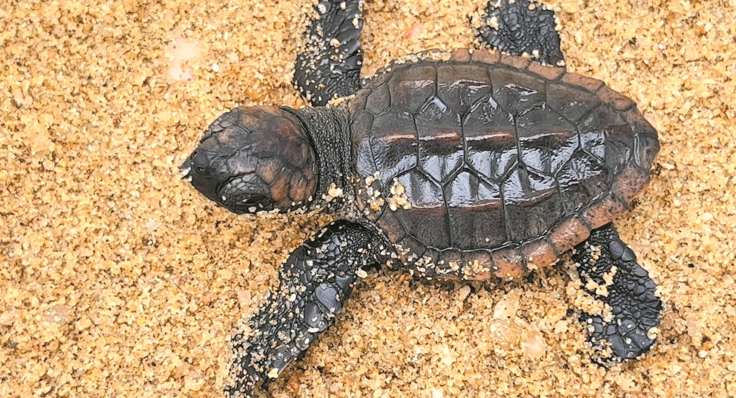 惠州成功孵化濒危物种红海龟 这是广东首个人工繁殖红