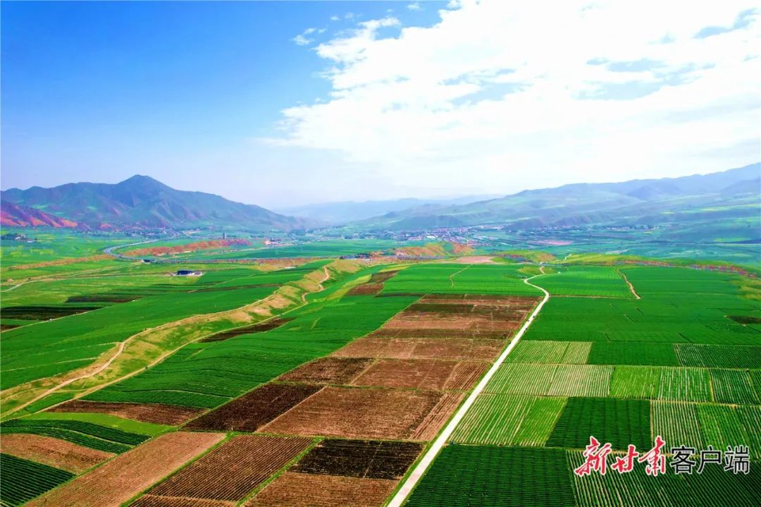 武威市天祝县:万亩高原夏菜绘就农业新画卷|甘肃省_新浪财经_新浪网