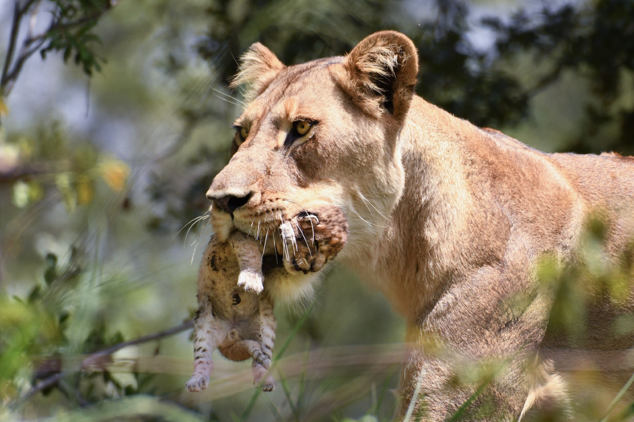 纳库鲁湖周围森林中的两只母狮子，肯尼亚 (© Scott Davis/Tandem Stills + Motion)