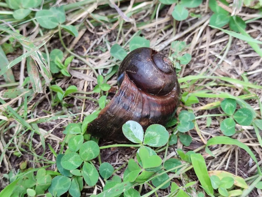 滇池沿岸发起福寿螺"歼灭战"
