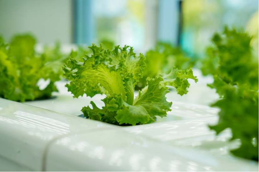 图种的生菜品种为"优雅".莫斯提|摄