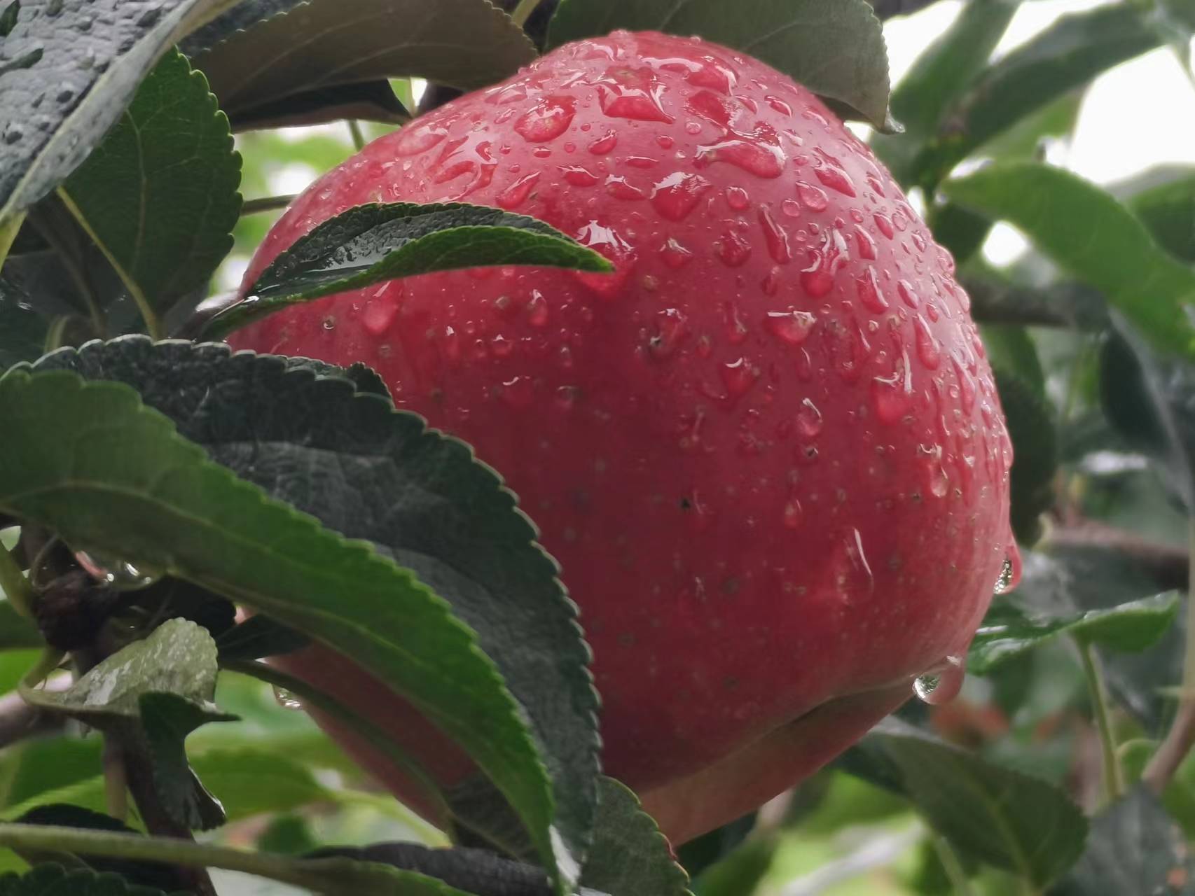 盐碱地上红彤彤的鲁丽苹果熟了