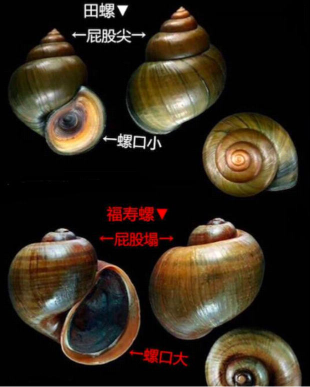 福寿螺与田螺的区别
