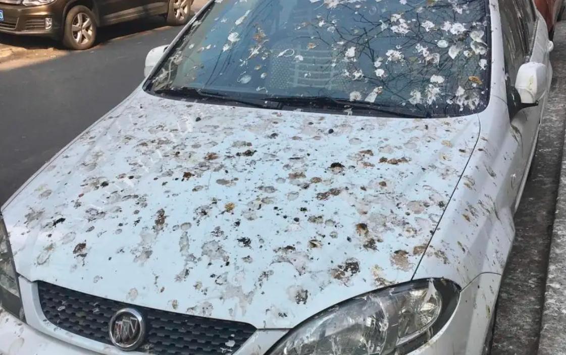 买车不能买白色老司机记住一句顺口溜跟着买准没错