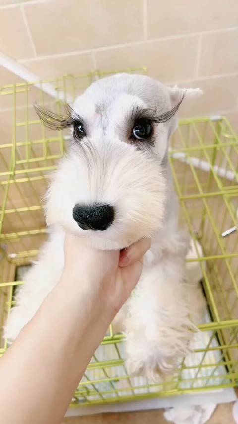 好漂亮的雪纳瑞,大眼睛,长睫毛!_手机新浪网