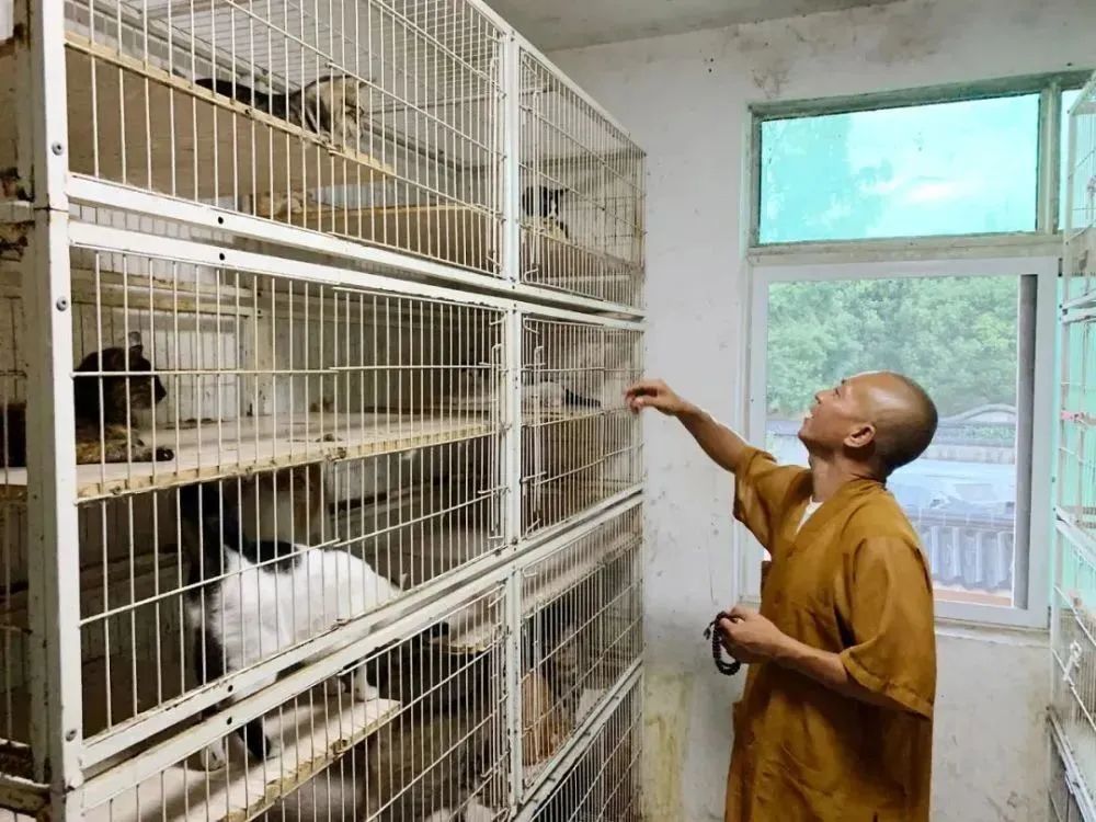上海古寺里住了几千只猫狗，比僧人多多了，又想骗我去当和尚？休闲区蓝鸢梦想 - Www.slyday.coM