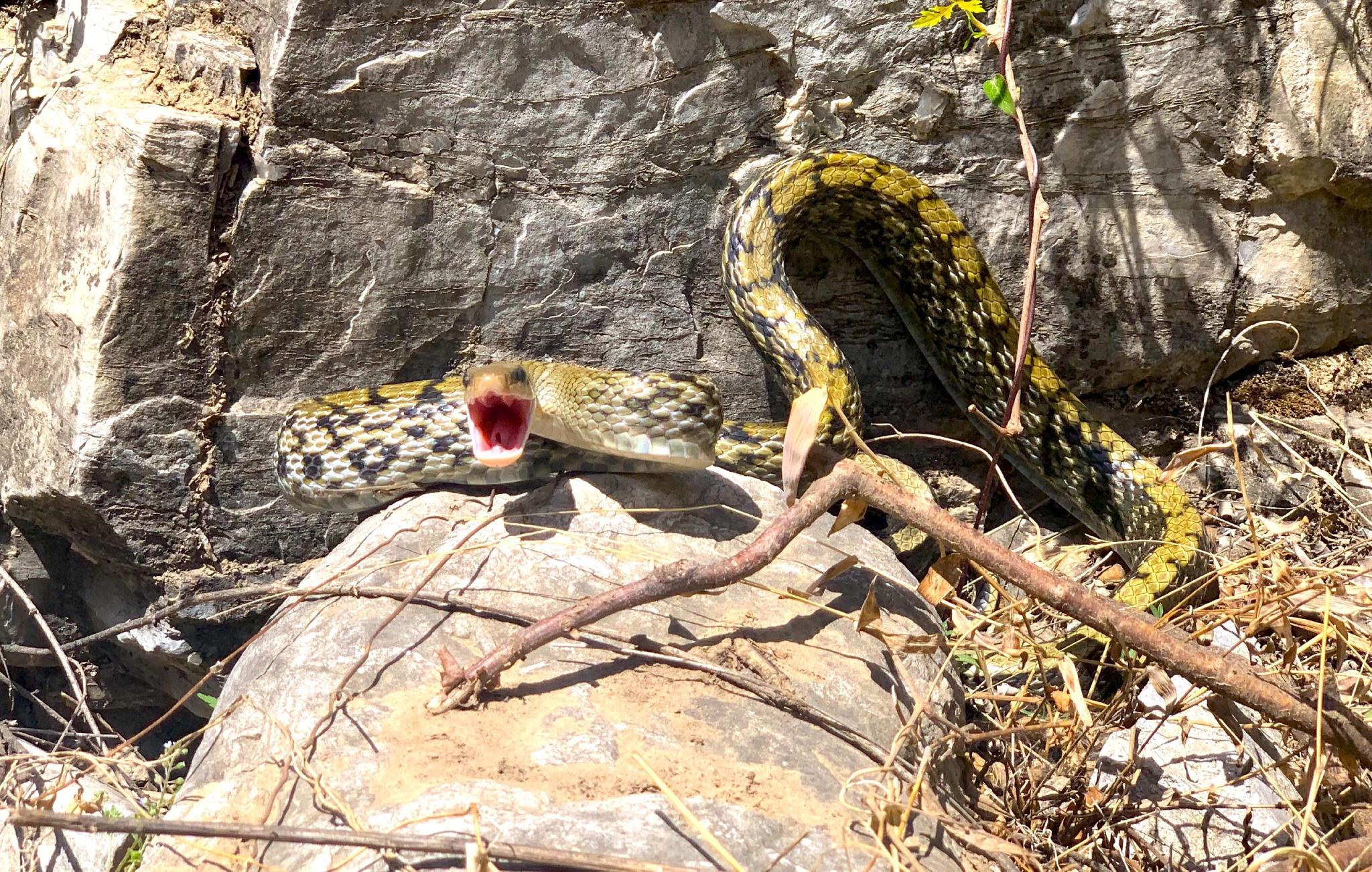 北京常见的本土蛇有十多种见到这种蛇要尽量远离