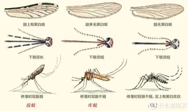 从原理到应用,几个技巧教你夏日驱蚊(另附纯天然植物精油驱蚊配方)__财经头条
