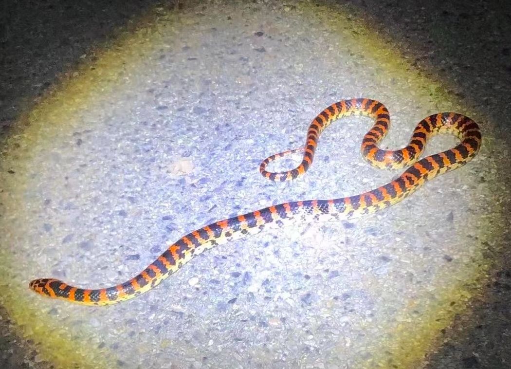 北京常见的本土蛇有十多种见到这种蛇要尽量远离