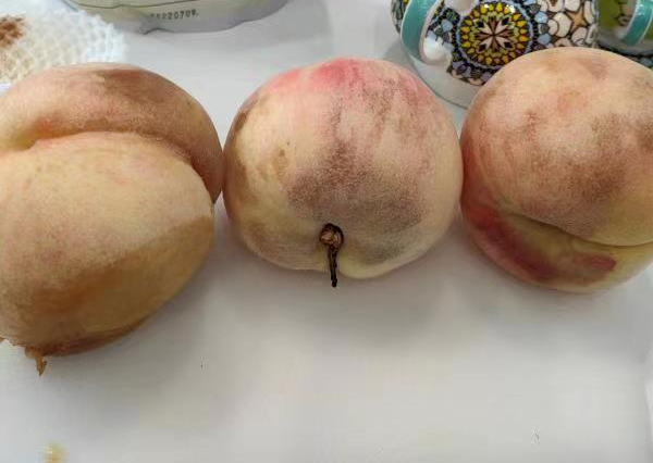 囧:快递来的桃子"老母鸡变鸭"……|快递_新浪新闻