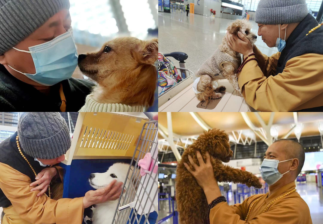 上海古寺里住了几千只猫狗，比僧人多多了，又想骗我去当和尚？休闲区蓝鸢梦想 - Www.slyday.coM