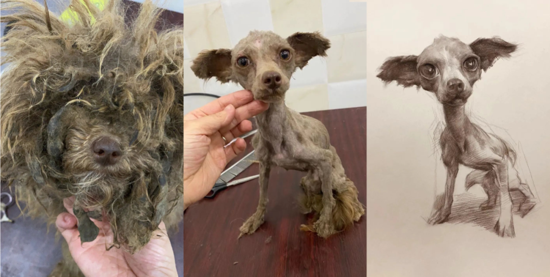 上海古寺里住了几千只猫狗，比僧人多多了，又想骗我去当和尚？休闲区蓝鸢梦想 - Www.slyday.coM