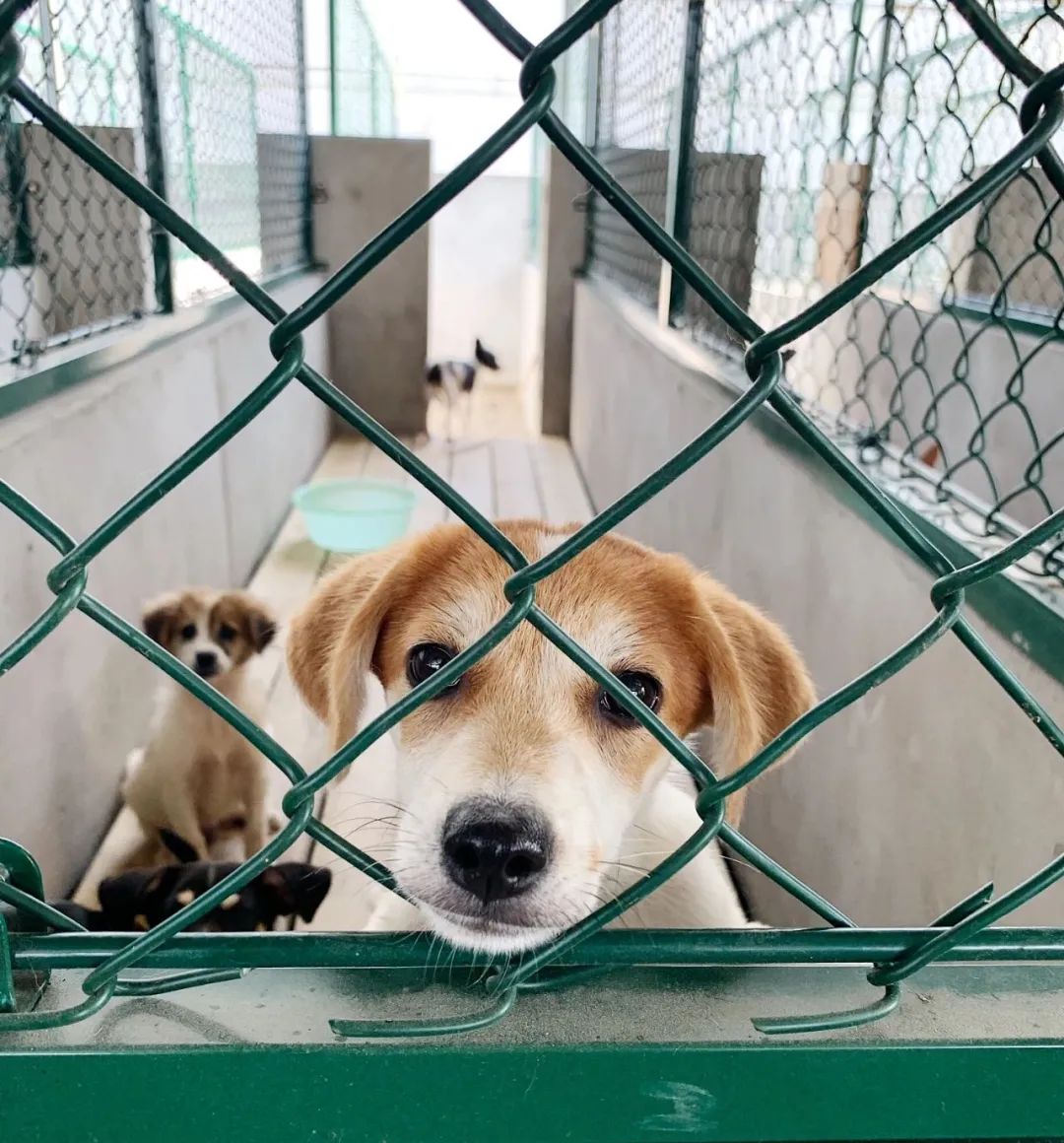 上海古寺里住了几千只猫狗，比僧人多多了，又想骗我去当和尚？休闲区蓝鸢梦想 - Www.slyday.coM