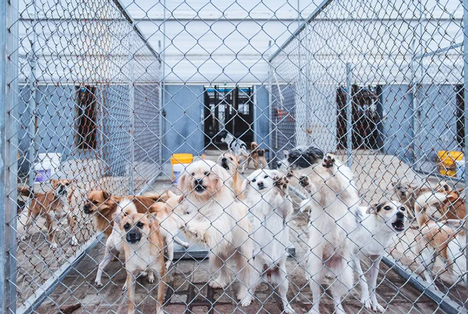 上海古寺里住了几千只猫狗，比僧人多多了，又想骗我去当和尚？休闲区蓝鸢梦想 - Www.slyday.coM