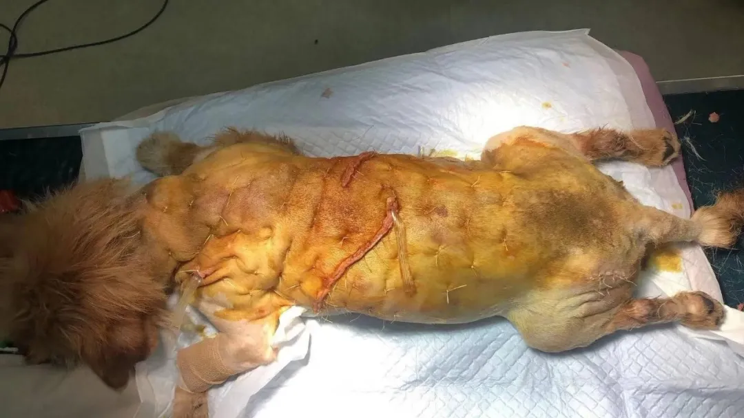 上海古寺里住了几千只猫狗，比僧人多多了，又想骗我去当和尚？休闲区蓝鸢梦想 - Www.slyday.coM