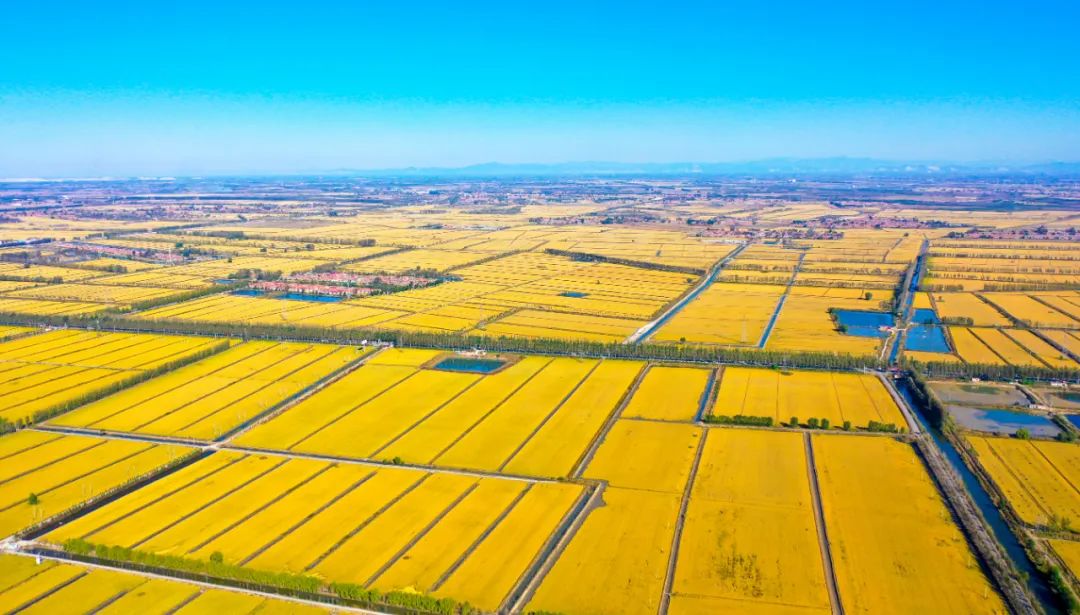 天津宝坻区稻海渔歌中焕地气增人气