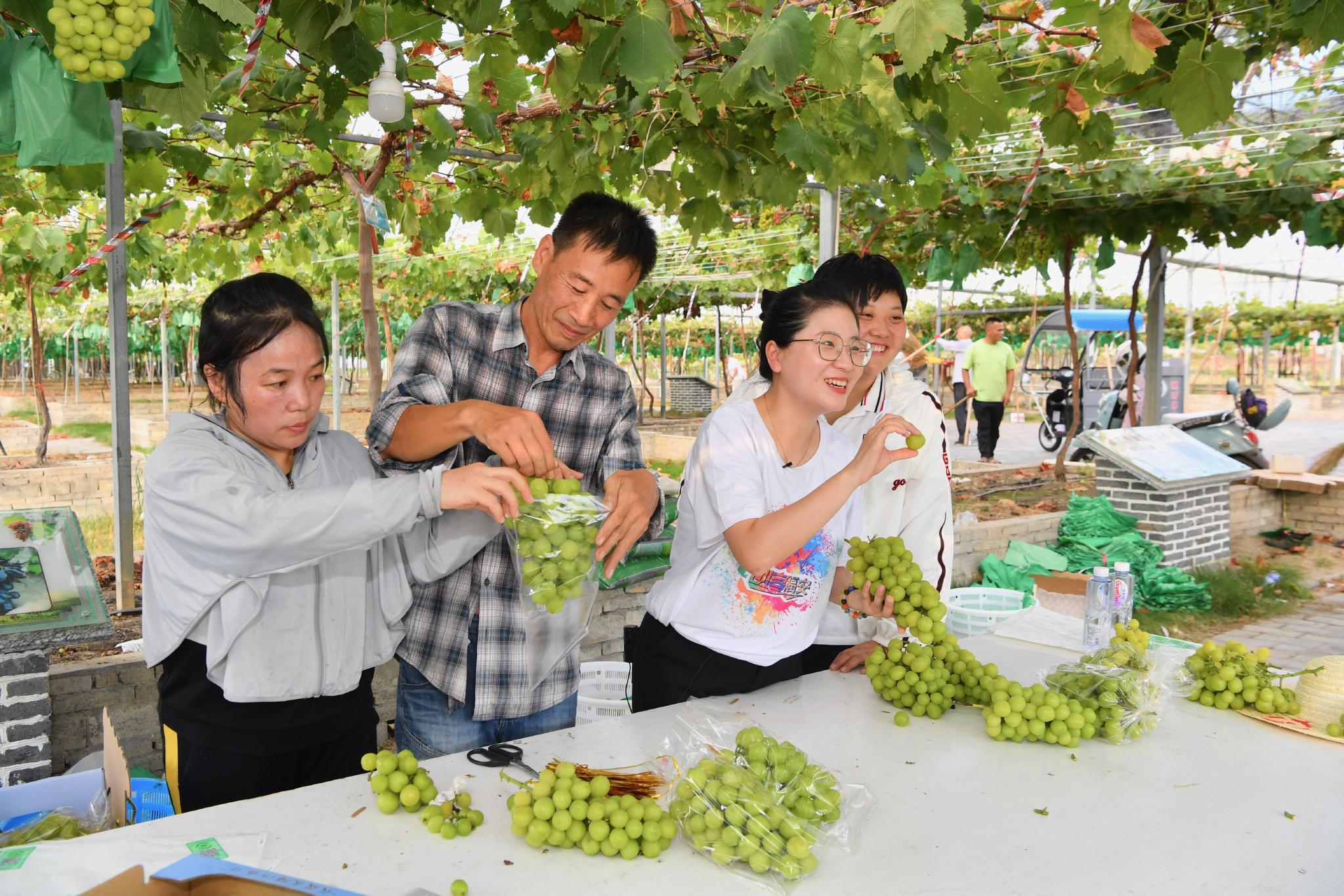 农产品直播电商“生意难做” 核心品控能力缺失是关键