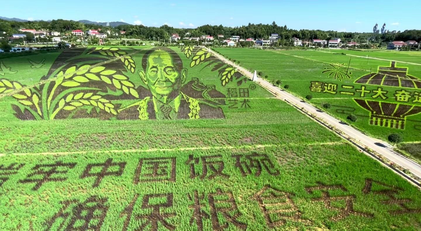 湖南省长沙县江背镇五福村,袁隆平院士稻田像.受访者供图