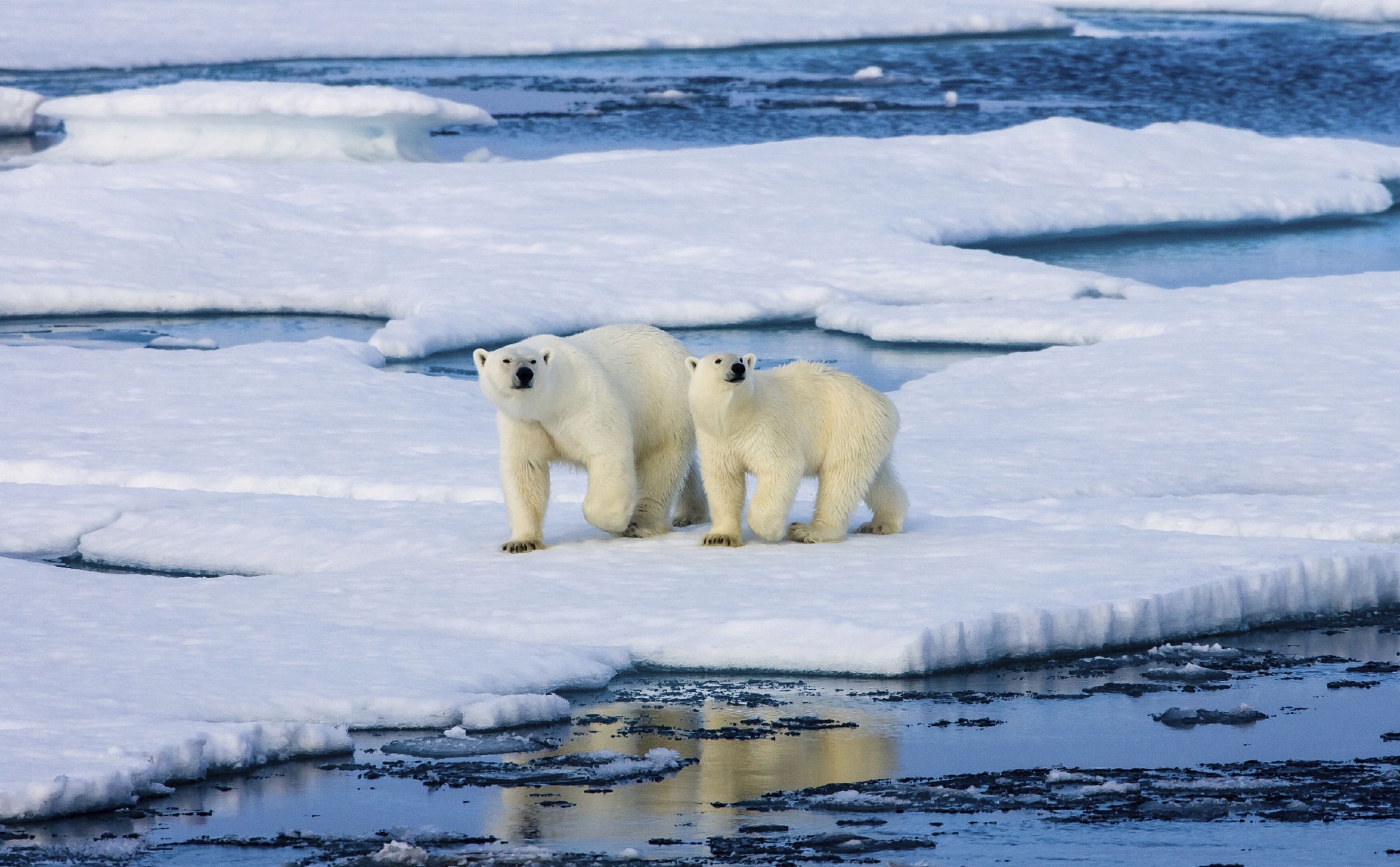 北极正以近四倍于其他地方的速度变暖犯罪片盗火线出版小说续作文化