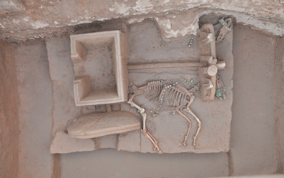 青地区(近年来古dna分析认为家马的出现可追溯到陕西神木石峁遗址)