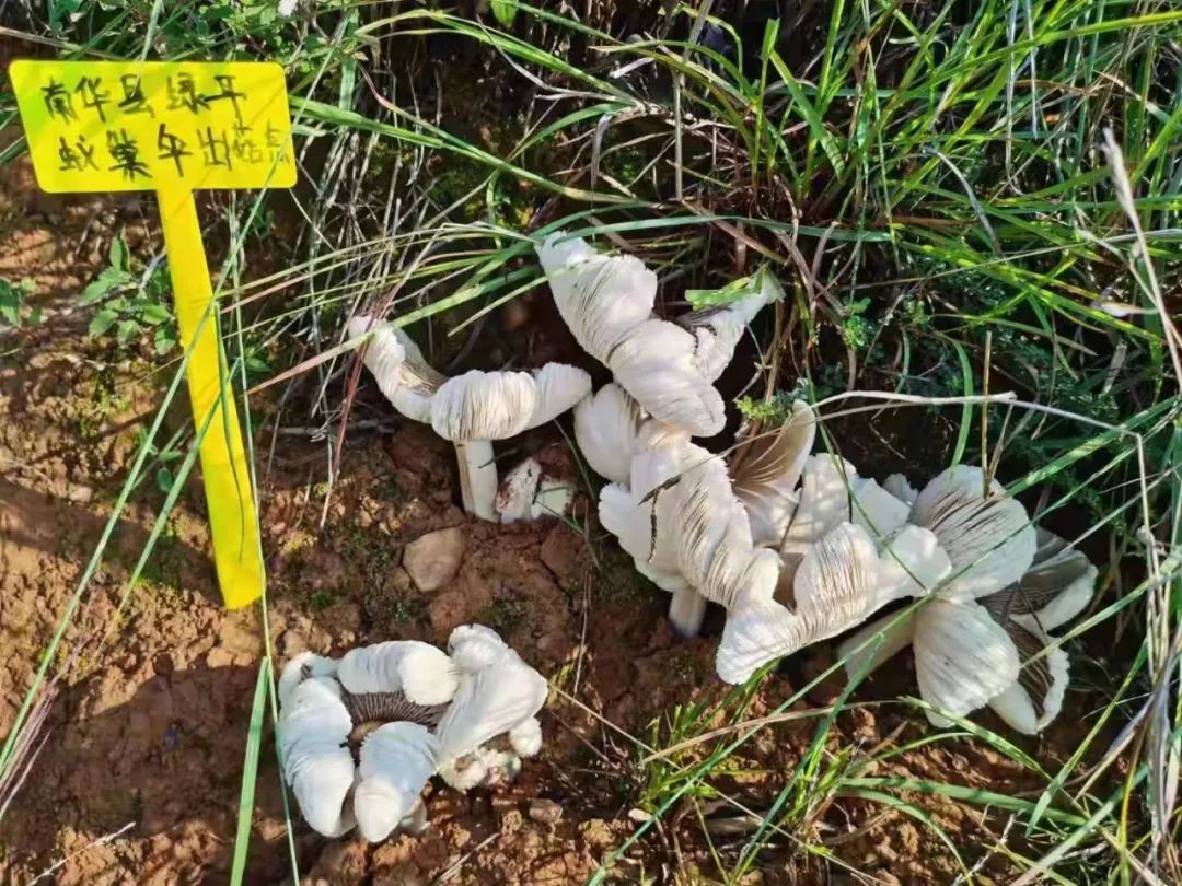 鸡枞自由要来了？楚雄这里鸡枞一出一大片，亩产可达135公斤…__财经头条