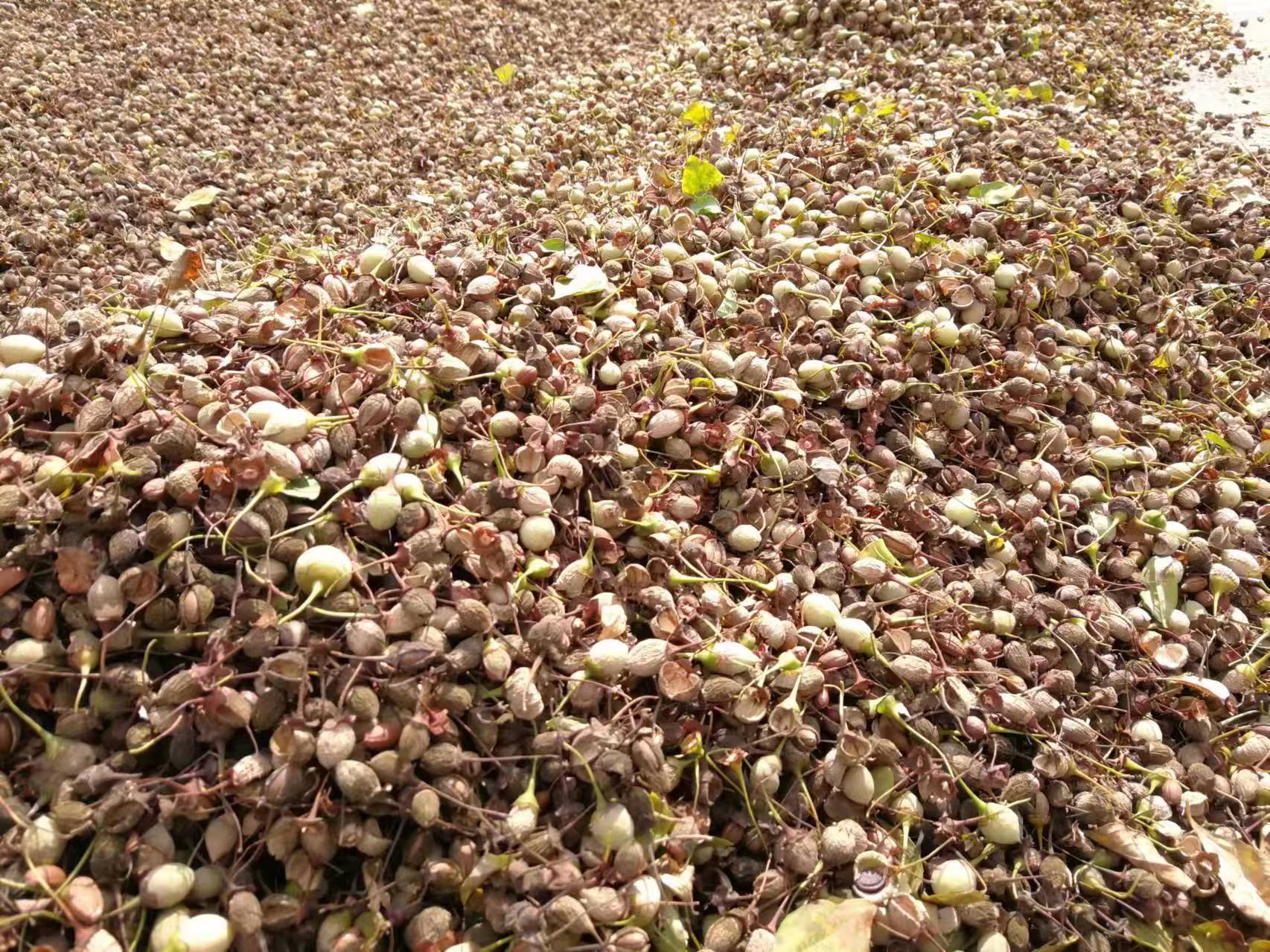 "南林大研究生用野茉莉籽油制备生物基增塑剂|南京林业大学|生物_新浪