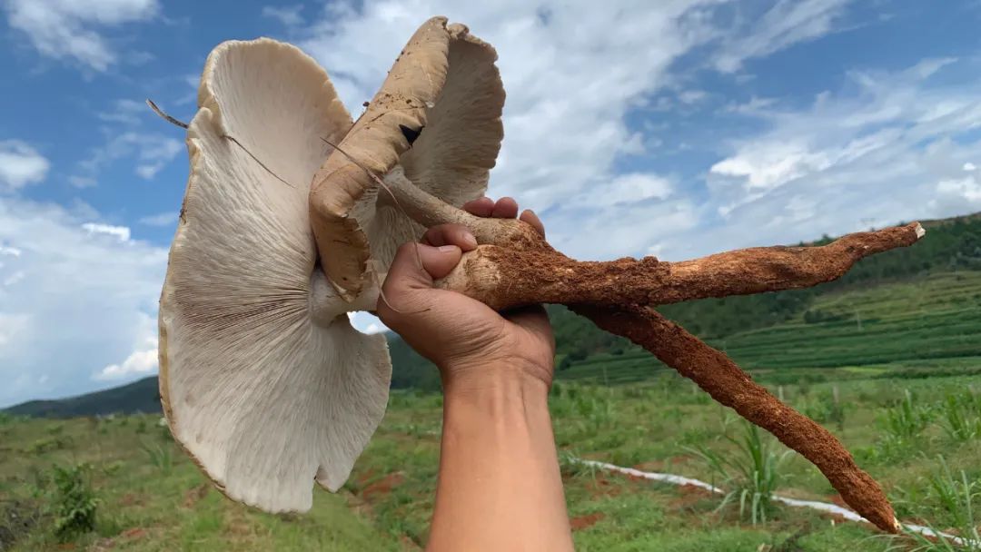 鸡枞自由要来了？楚雄这里鸡枞一出一大片，亩产可达135公斤…__财经头条
