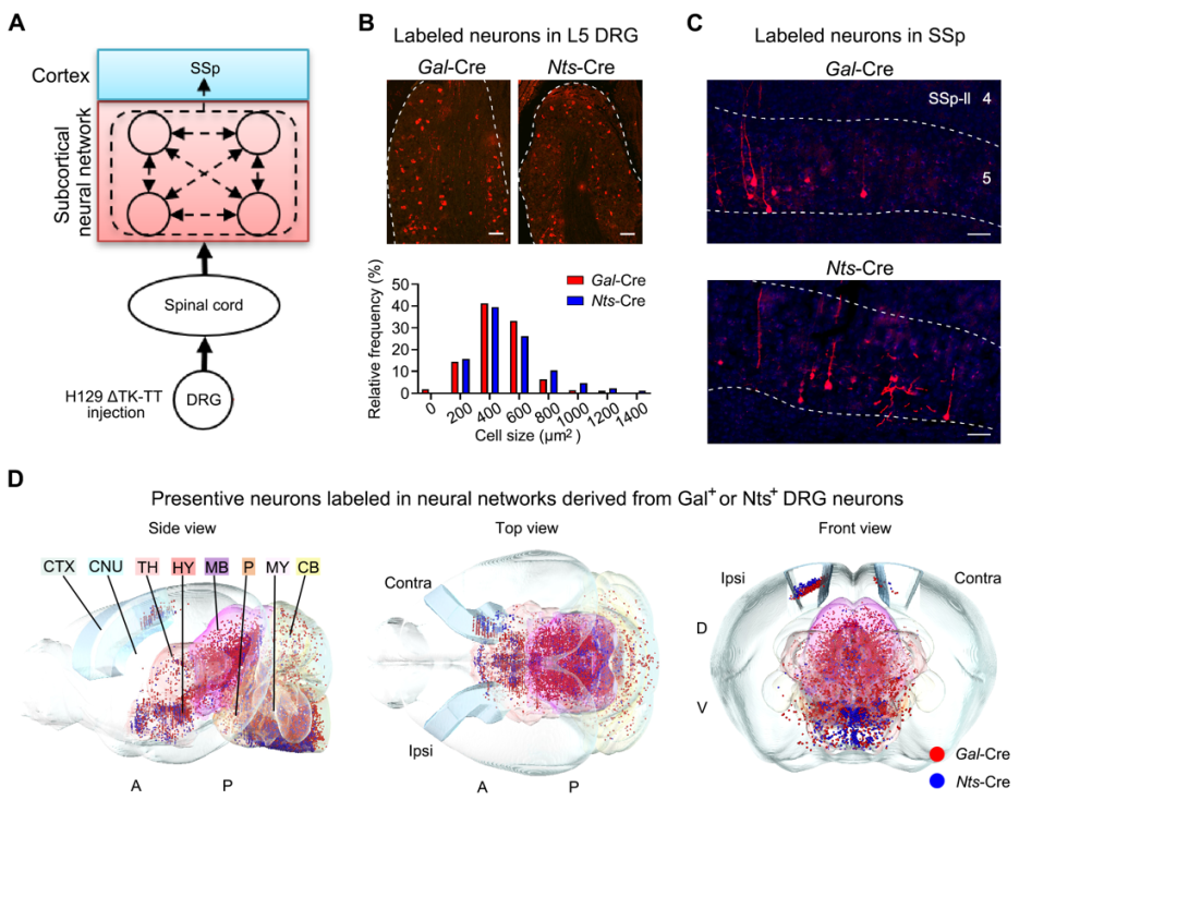 PNAS：张旭—李昌林团队报道大脑区分痛觉和痒觉