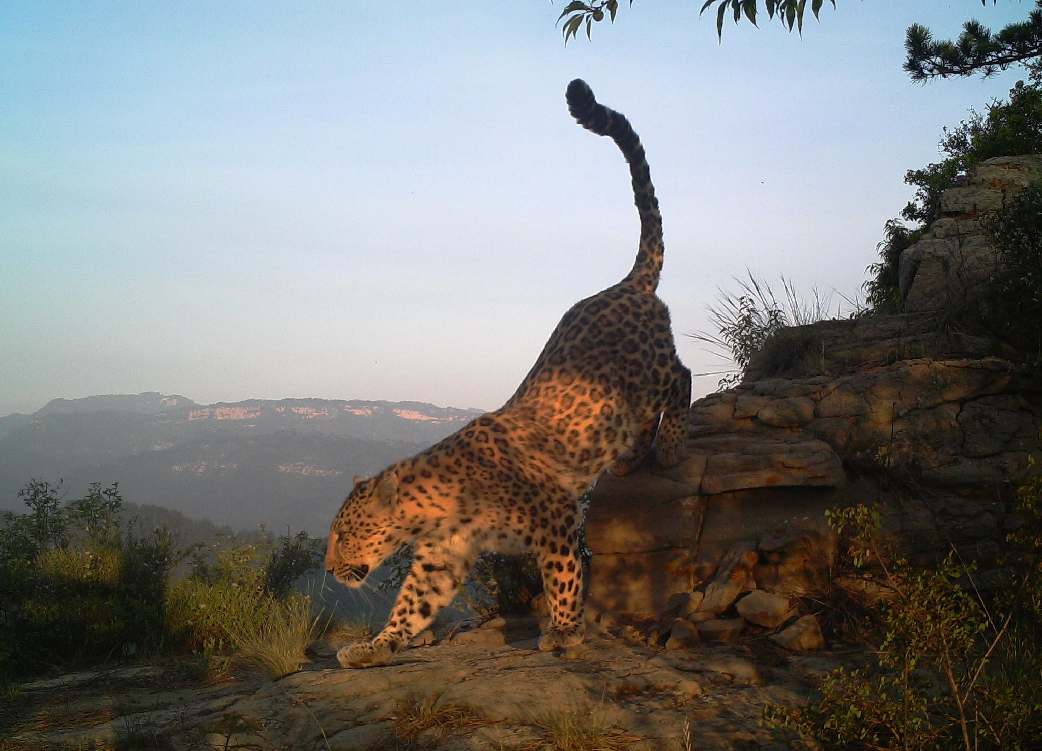 在山西种源地破解引豹进京的密码