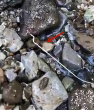 四川疾控辟谣：并非“龙线虫”休闲区蓝鸢梦想 - Www.slyday.coM