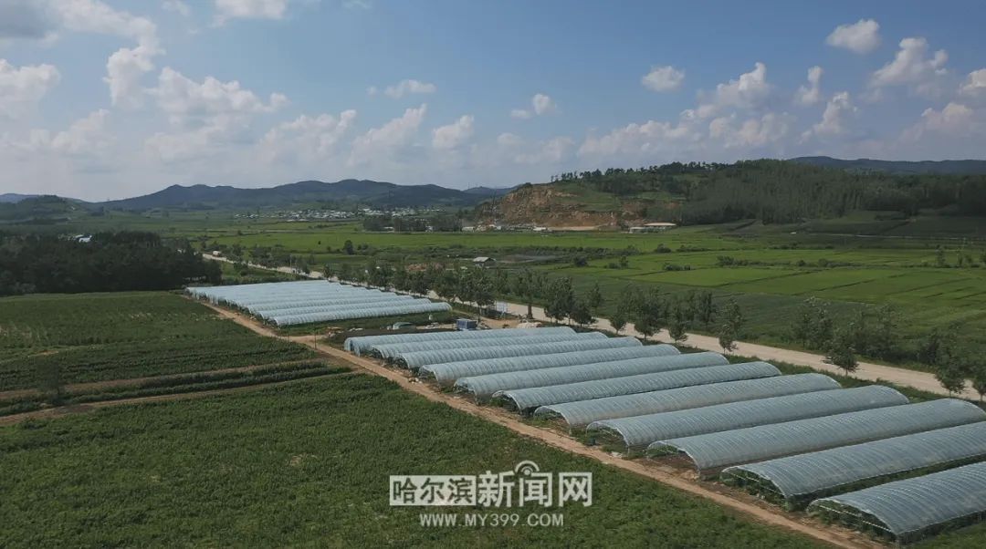 在尚志市尚志镇城西村农利农业有限公司基地,采摘工人们穿梭在果树间