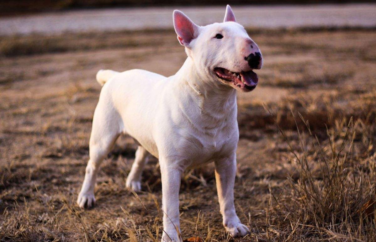 捷克斯洛伐克梗的图片 - 实验室设备网