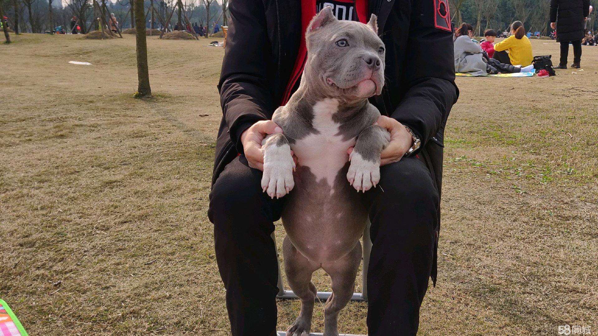 捷克斯洛伐克梗的图片 - 实验室设备网